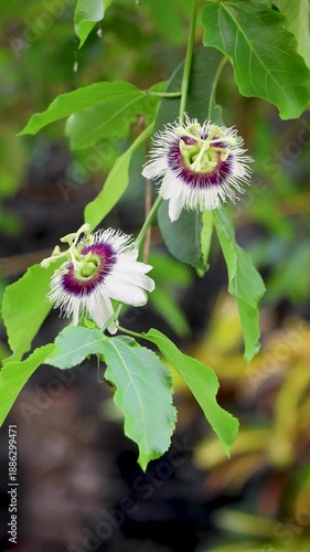 Vertical stock video of two passion fruit flowers blooming on consecutive buds along a vine, gently swaying in a mild breeze outdoors. Natural botanical scene suitable for mobile content, reels etc.