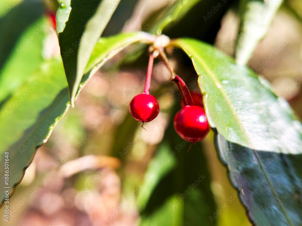 Fototapeta premium ヤブコウジのアップ