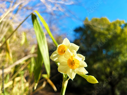 青空とスイセン