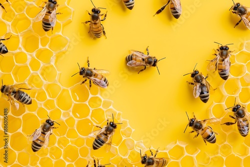 A close-up view of honey bees on a honeycomb.