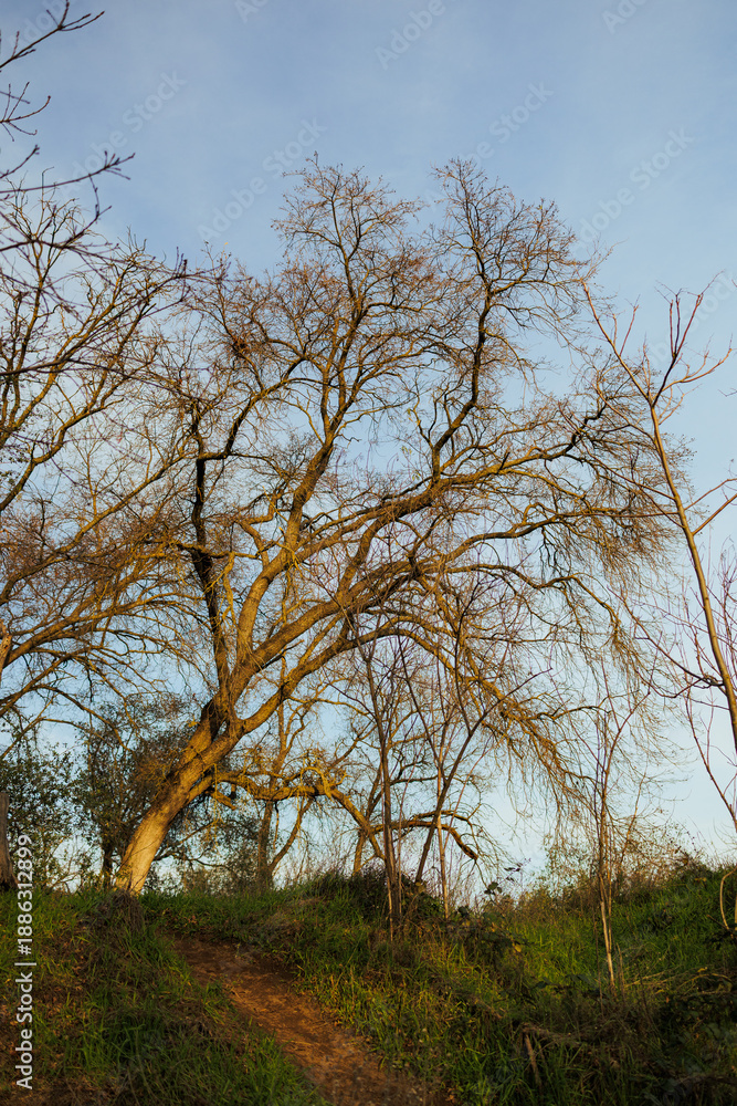 Obraz premium tree in the park