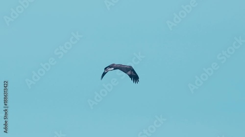 Agile Raptor Performing Aerial Maneuvers Blue Sky, Fast Banking Turns, Rapid Wingbeats, Hunting Posture,