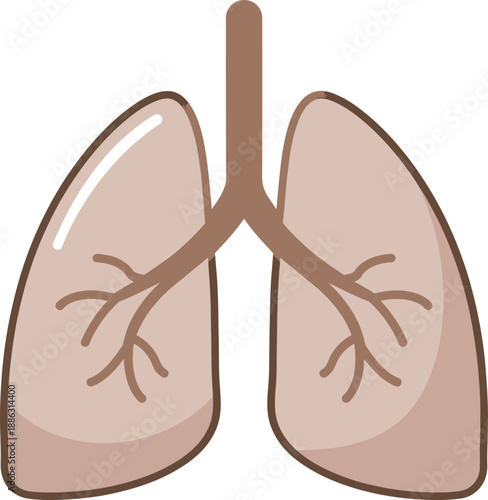 Human lungs anatomy Vector