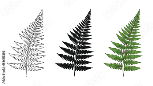 Set of three fern fronds line drawing, silhouette and realistic green illustration