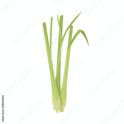 Stylized illustration of light green lemongrass stalks with pale bases on a white background or 'sereh'