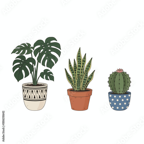 Three potted houseplants Monstera snake plant and cactus isolated on white