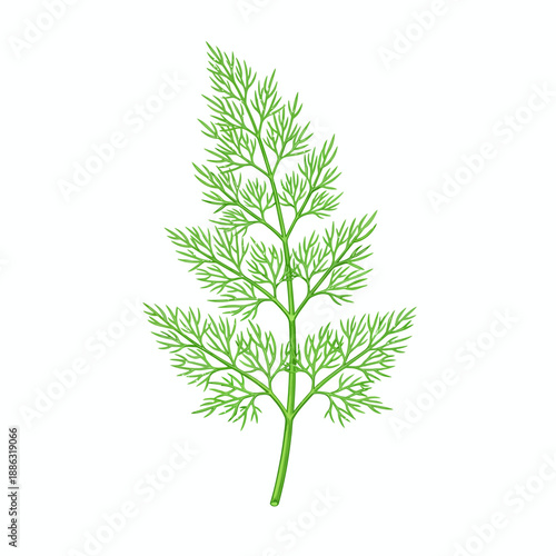 Watercolor illustration of a bright green dill herb frond on a white background