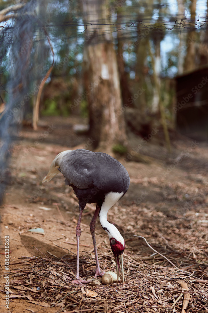 Fototapeta premium Crane bird egg nest forest nature wildlife adult foraging with beak and longlegs on ground among leaves and trees, closeup portrait showing feathers, red head and feeding behavior in woodland habitat.