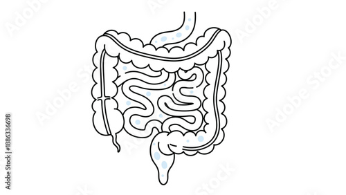 Anatomical illustration of human large and small intestines showing the digestive system structure and health.