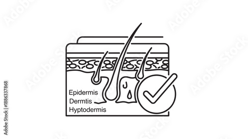 Anatomy of skin layers with hair follicles and epidermis dermis high quality professional detailed modern elegant