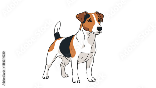 Small Jack Russell Terrier stands alertly on a white background showing its distinctive white, brown, and black coat.