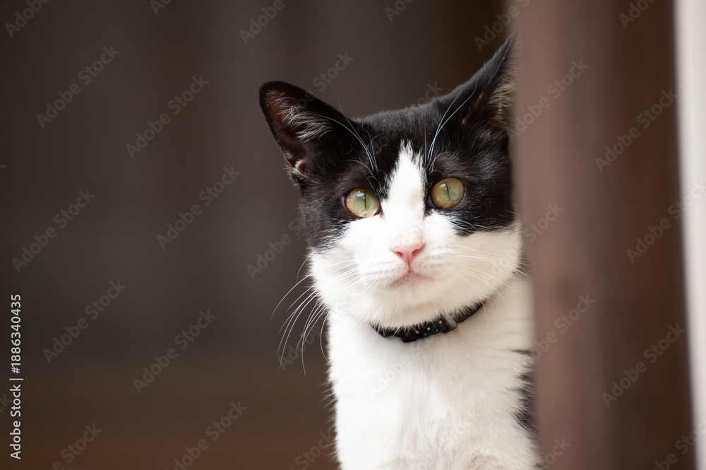 Obraz premium ハチワレ猫