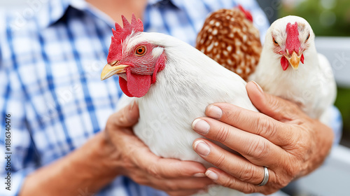 Farmer showing three domestic chickens, one white hen looking towards side, holding them gently in hands © Bonsales