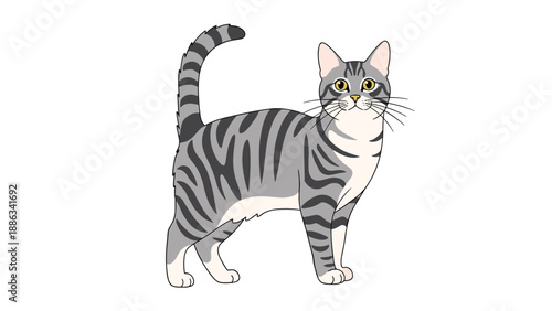 Alert gray tabby cat with dark stripes stands on a white background with its tail curled upwards.