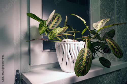A indoor plant, the Maranta leuconeura (prayer plant), is displayed in a modern white pot on a windowsill. The plant features striking leaves, which typically fold upwards at night as if in prayer.