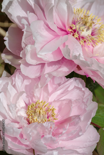 白い冬牡丹の花（八千代椿）のアップ