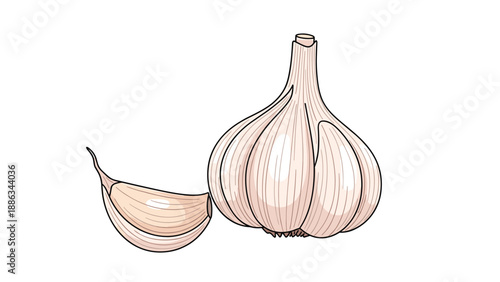Whole bulb of garlic and a single peeled clove are illustrated with fine details and natural colors for culinary and healthy food designs.