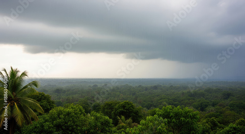 A dense forest with a stormy sky and a palm tree in the foreground, indicating an impending rainstorm in a tropical region.