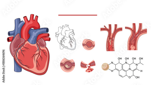 Comprehensive medical diagram of the human heart shows internal structures, arterial health conditions, and related chemical molecules.