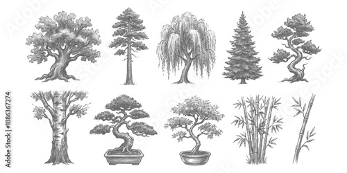 Collection of hand-drawn sketch illustrations of various trees and bamboo plants in a realistic pencil drawing style
