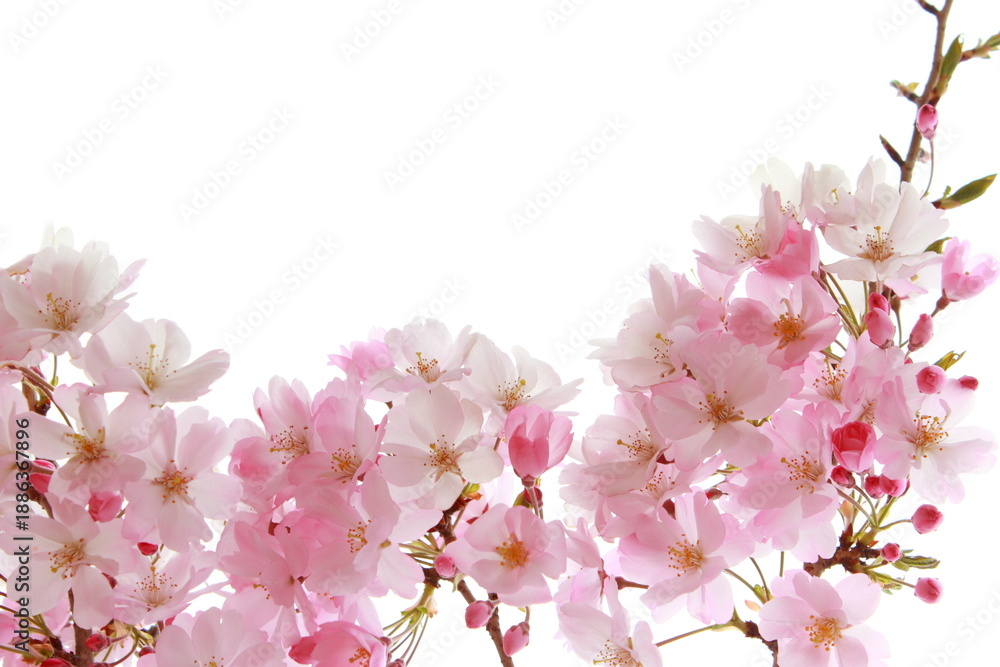 Obraz premium 淡いピンクの思川桜 白背景