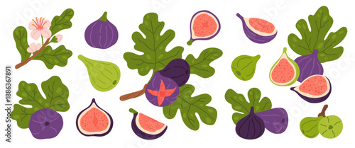 Fig fruits. Juicy ripe figs with leaves and branches, delicious whole and cut fruits, flowers, green and purple varieties, cooking organic ingredient, garish vector cartoon isolated set