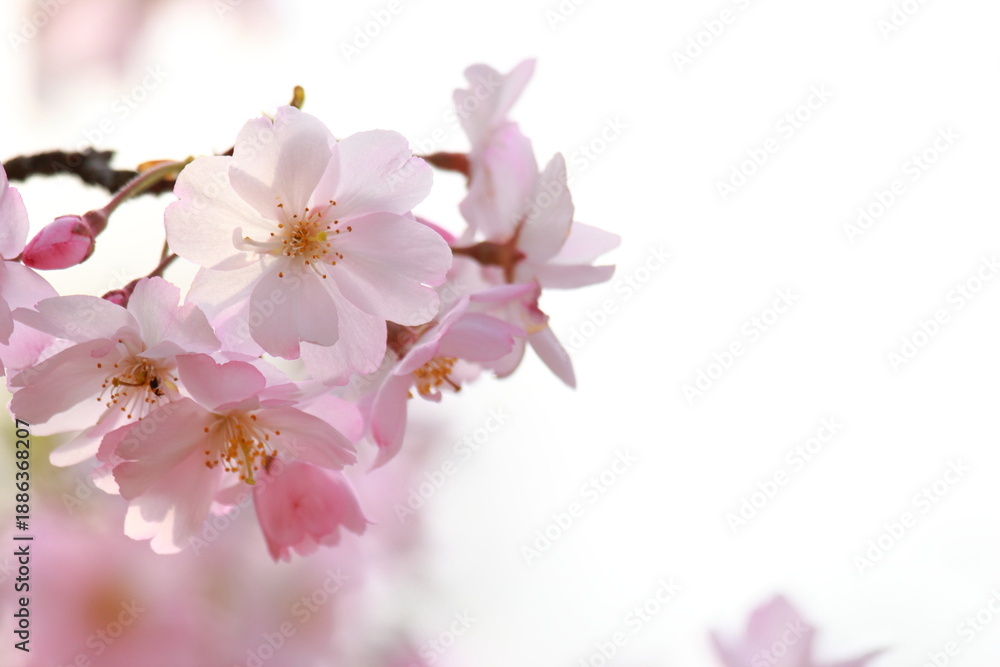 Fototapeta premium 淡いピンクの思川桜のクローズアップ 白背景