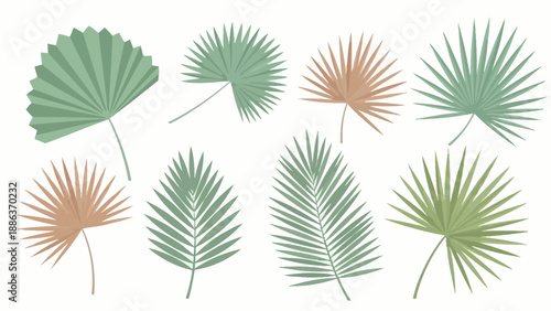 Collection of Various Palm Leaves Illustration.