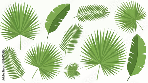 Collection of Various Green Palm Leaves.