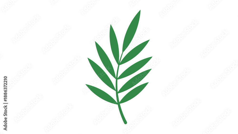 Fototapeta premium Green Leafy Branch with Long Leaves.