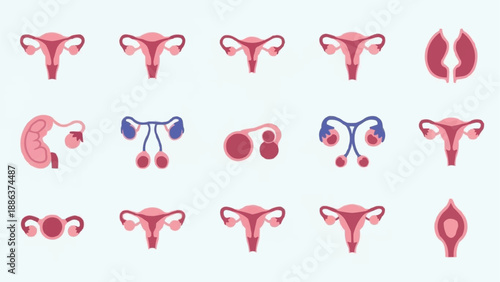 Female Reproductive System Anatomy Illustrations Set.