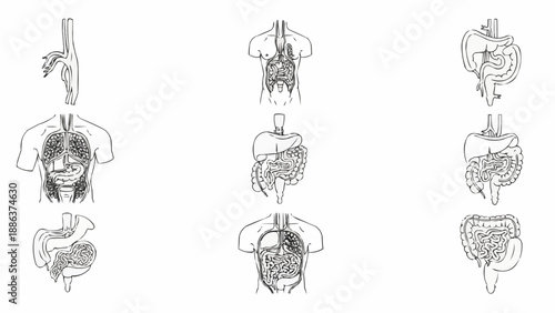 Human Anatomy Illustrations Showing Digestive and Respiratory Systems.