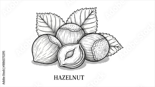 Hand-drawn Sketch of Fresh Hazelnuts and Leaves for Healthy Snack and Natural Food Concepts