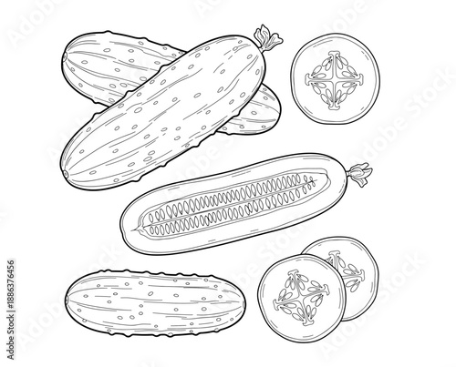 Detailed black-and-white line art displays fresh cucumbers in an assortment of cuts, featuring bumpy whole gourds, a seeded longitudinal half, and crisp round slices arranged in a clean composition