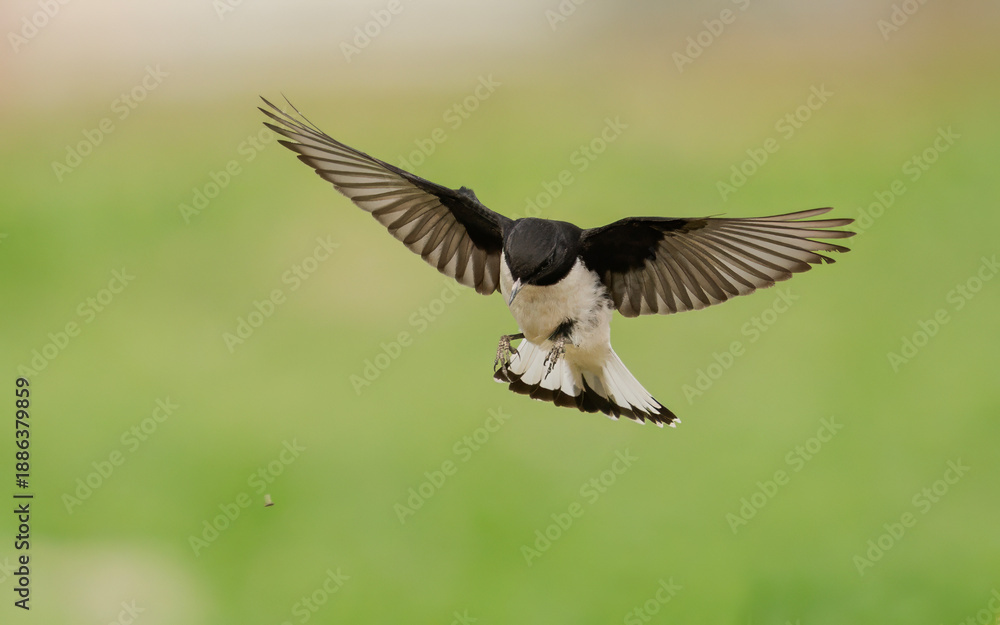 Fototapeta premium common buzzard in flight