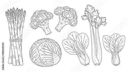 Collection of healthy green vegetable line art includes drawings of asparagus, broccoli, cabbage, celery, and spinach.