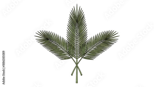 Palm Leaves Isolated on White Background.