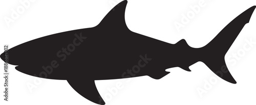 shark vector illustration