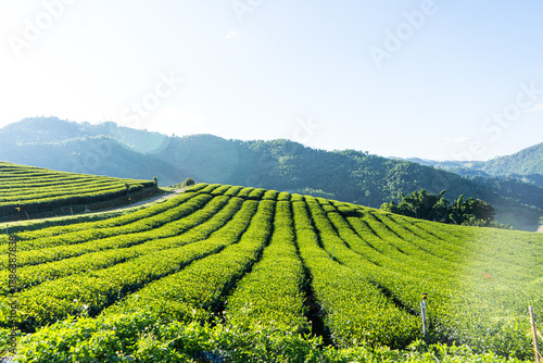 Quadro su tela Green tea plantation landscape, Tea Plantation 101 Doi Mae Salong, Chiangrai Thailand