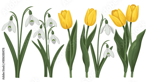 Group of delicate snowdrops and bright yellow tulips with green leaves standing tall on a plain white background.
