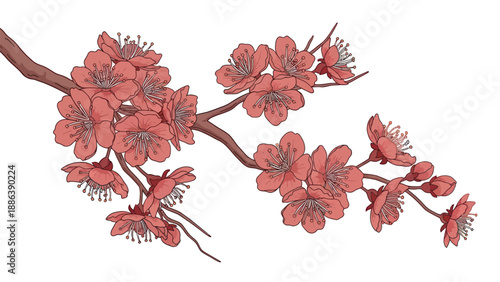 Pink Cherry Blossom Branch - Springtime Blooming Flowers