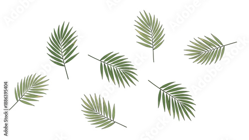 Palm Leaves Arranged on White Background.