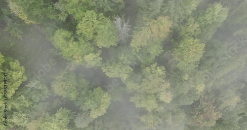 Flying over trees in autumn with fog