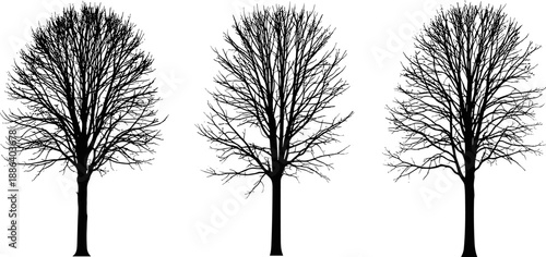 Vector collection of three realistic black tree silhouettes without leaves, isolated on white background, detailed bare winter nature landscape design element graphic set.