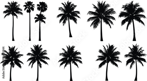 Palm Tree Silhouette Collection Featuring Tropical Coconut Palms, Black Nature Vector Illustration Set For Summer, Beach, Travel, And Design
