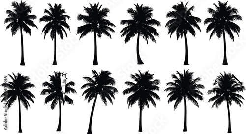 Palm Tree Silhouette Collection Showing Multiple Tropical Coconut Palm Varieties, Black Nature Vector Illustration Set For Beach, Summer, Travel, And Design