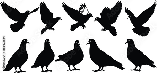 Pigeon Silhouette Collection Featuring Flying And Standing City Birds, Black Urban Wildlife Vector Illustration Set For Logos, Signs, And Design