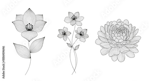 Three detailed black and white botanical flower drawings including a lily and a dahlia for elegant design.