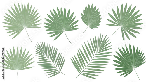 Collection of Various Green Palm Leaves.
