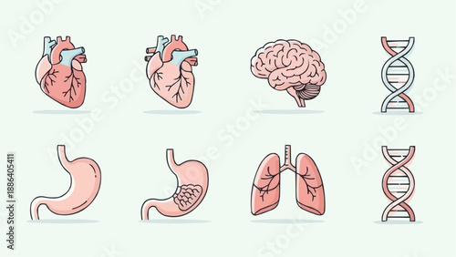 Human Anatomy Organs and DNA Illustration Set.